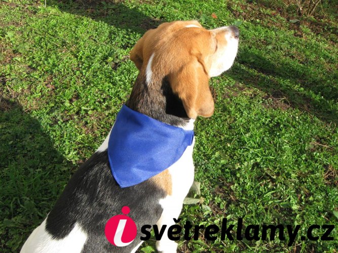 Rex obojek se šátkem